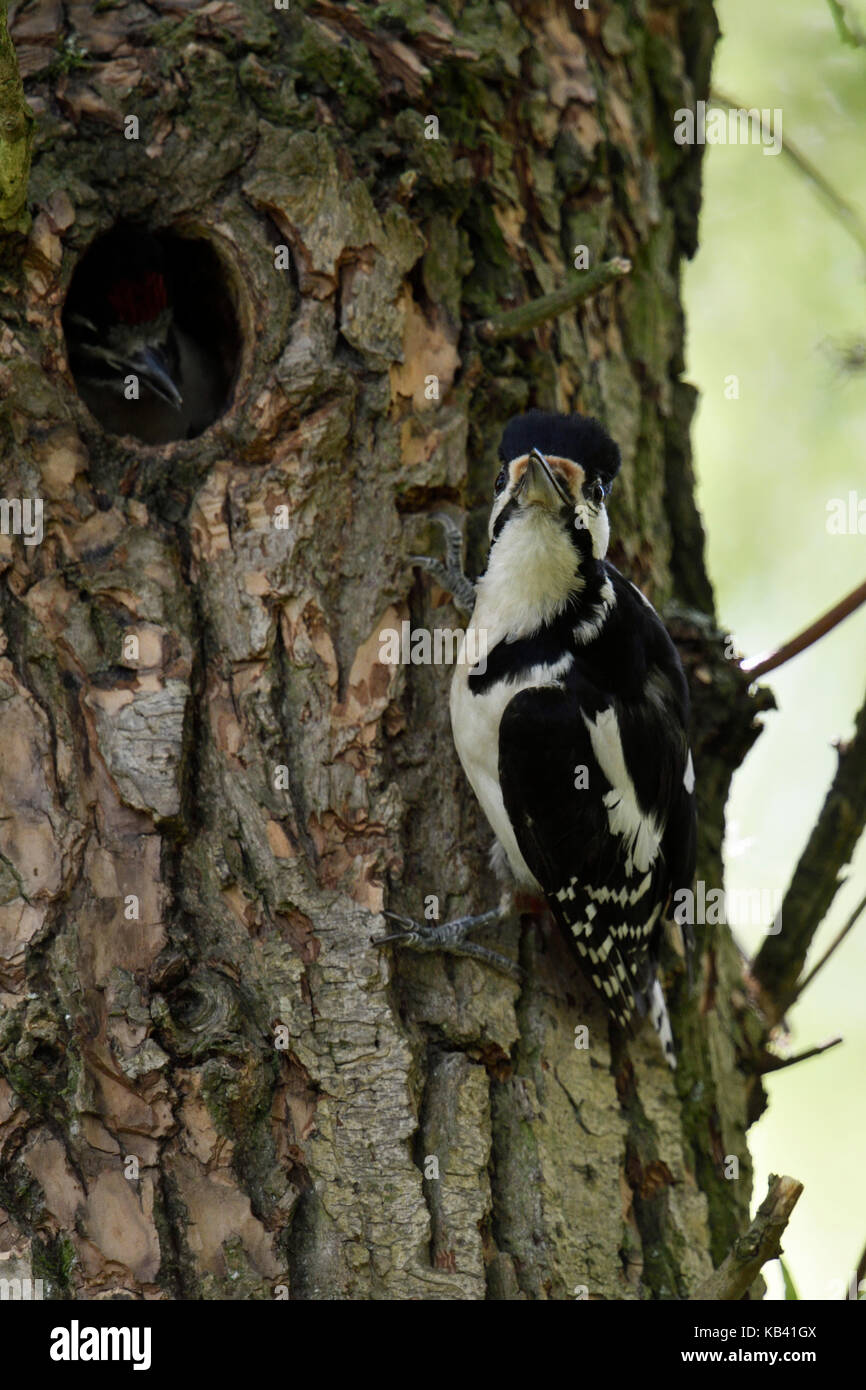 Größere / Buntspecht / Buntspecht (Dendrocopos major) Fütterung junges Küken im Nest hole, Europa. Stockfoto