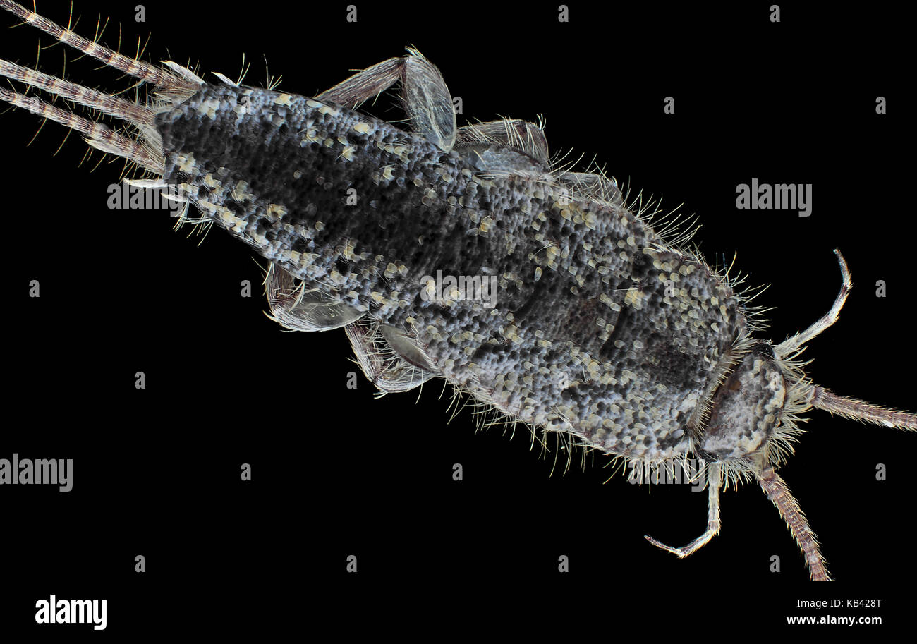 Licht Aufnahme eines Zygentoma Familie Insekt (silberfische) Hallenbad im Westen des Bundesstaates Washington, USA gefunden Wider Stockfoto