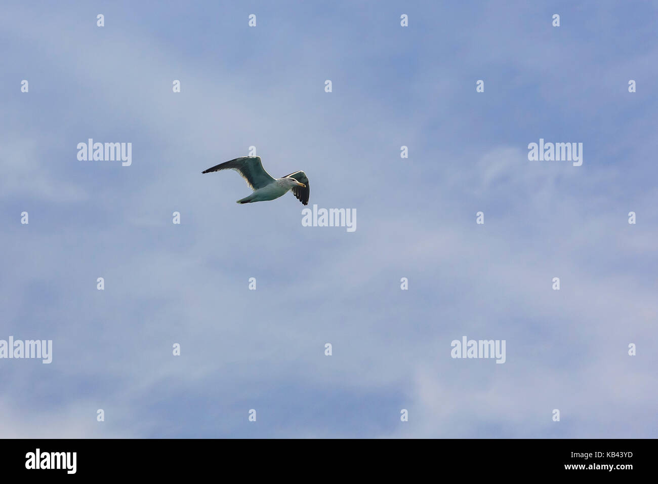 Single Möwe über den Himmel fliegen, sah in Los Angeles, California, United States Stockfoto