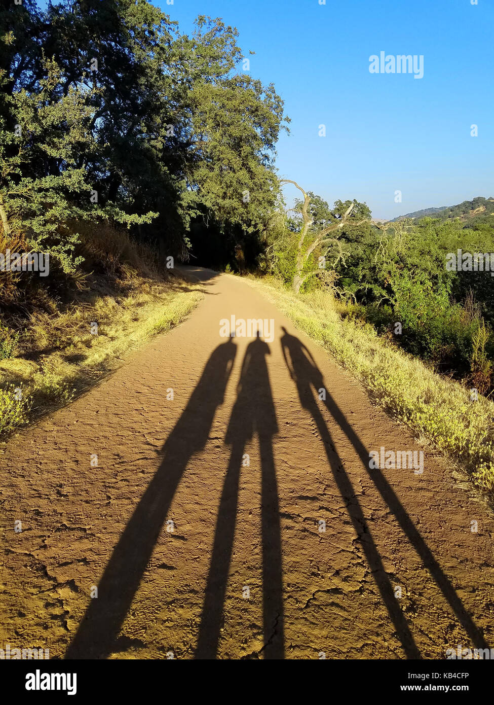 Lange Schatten von drei Leuten auf der unbefestigten Straße, die in den Wald führt. Stockfoto