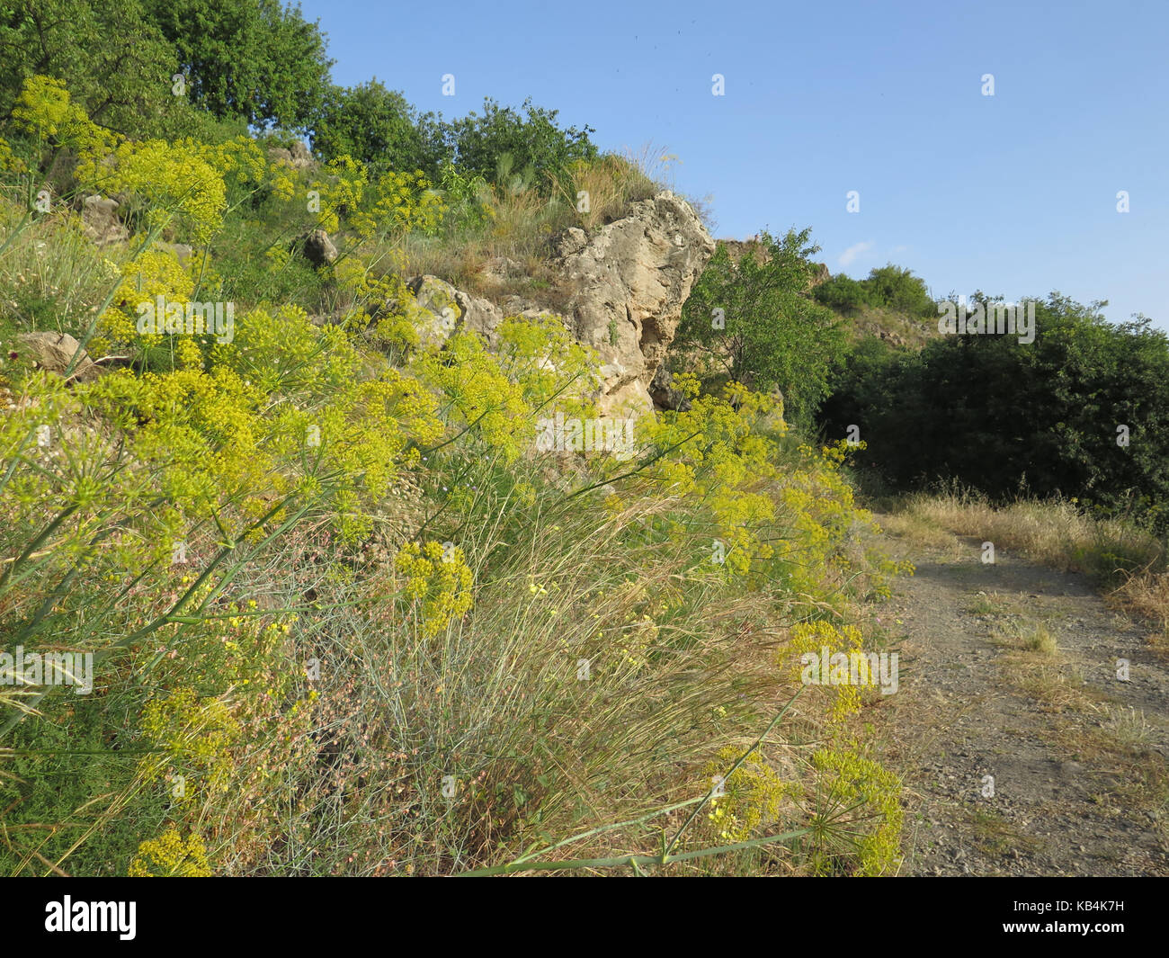 Frühling Blumen für ländliche Hügel in der andalusischen Landschaft Stockfoto