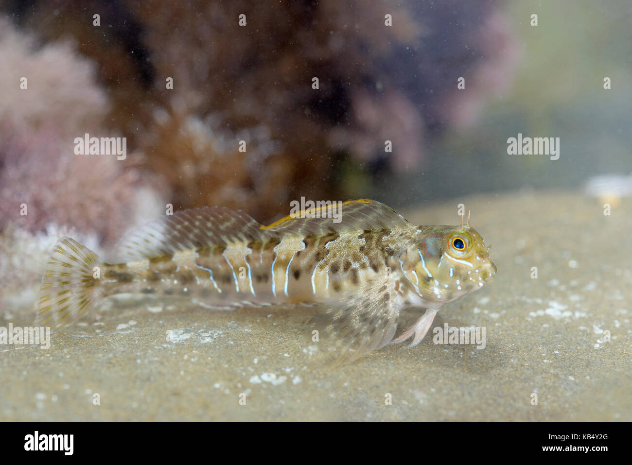 Sphinx Blenny (Aidablennius sphynx) Festlegung auf einen Stein, Italien, Toskana Stockfoto