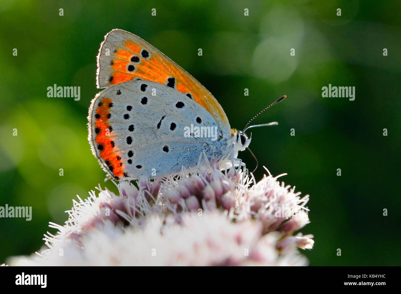 Großer Kupfer (Lycaena dispar) batava Weibchen auf Hanf - agrimony, Niederlande, Overijssel, Nationalpark Weerribben-Wieden Stockfoto
