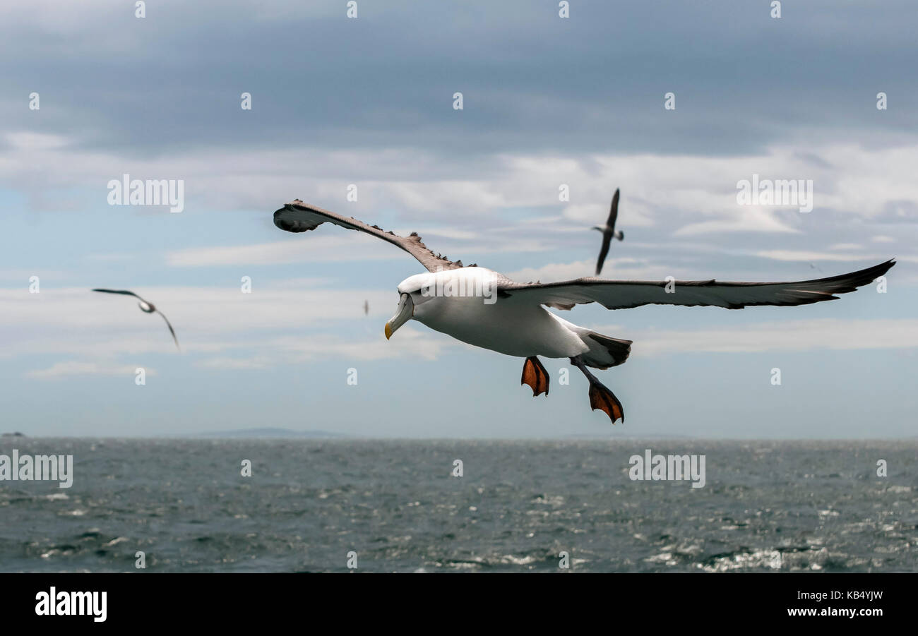 Schüchtern Albatross (Thalassarche cauta) oder weißen, schneebedeckten Albatross (Thalassarche steadi) im Flug über den Ozean, auf Augenhöhe gegen dunkle Wolken am Himmel, Neuseeland, Southland, Stewart Island Stockfoto