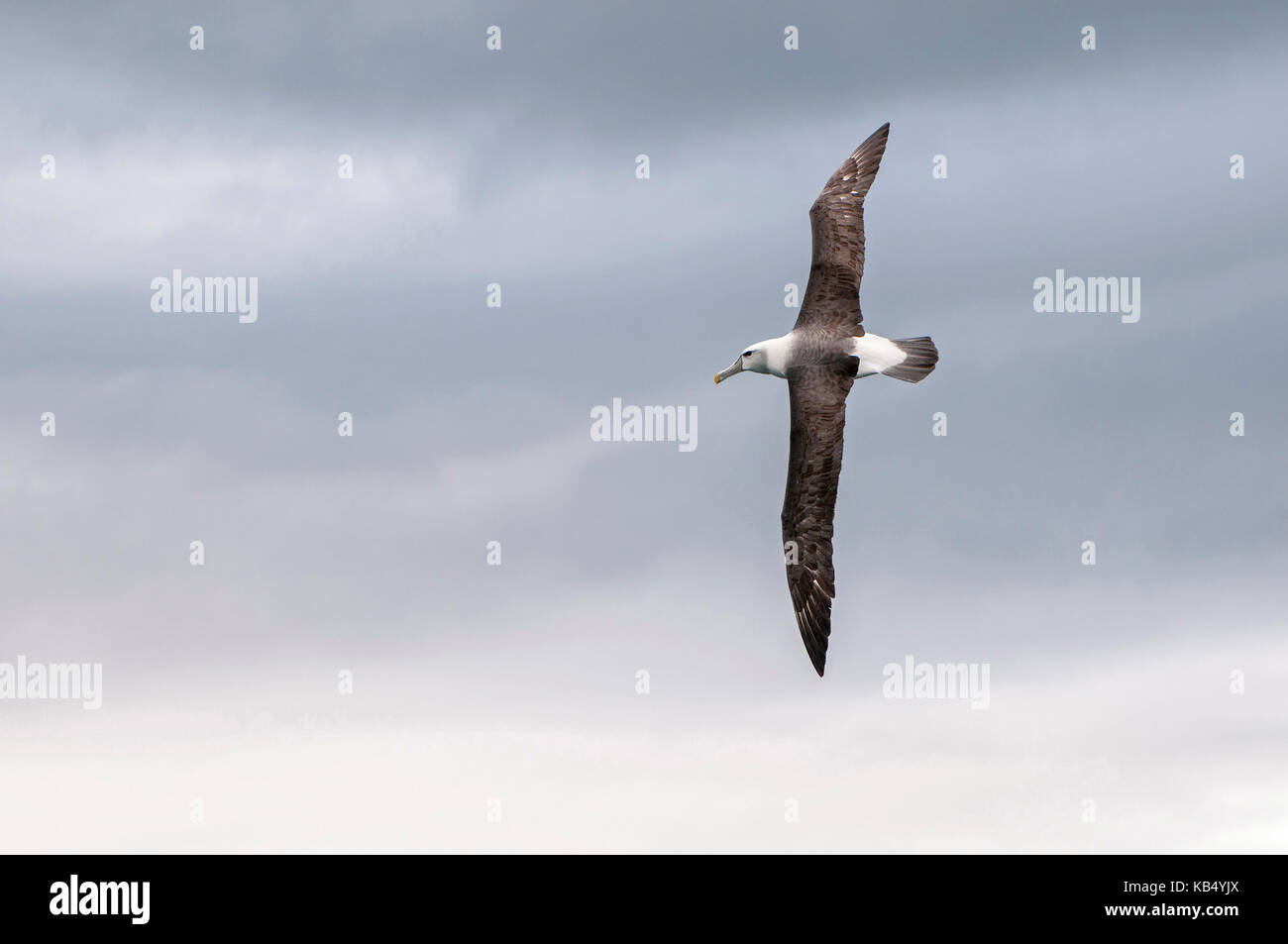 Schüchtern Albatross (Thalassarche cauta) oder weißen, schneebedeckten Albatross (Thalassarche steadi) im Flug gegen dunkle Wolken am Himmel, Neuseeland, Southland, Stewart Island Stockfoto