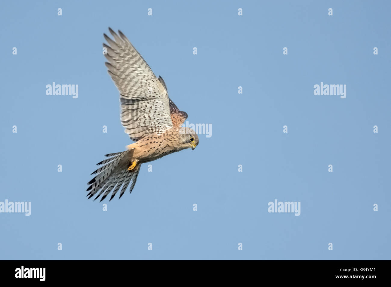 Turmfalke (Falco tinnunculus) Jagen und schweben in der Luft, der Niederlande, Overijssel, Kampen, Kampereiland Stockfoto