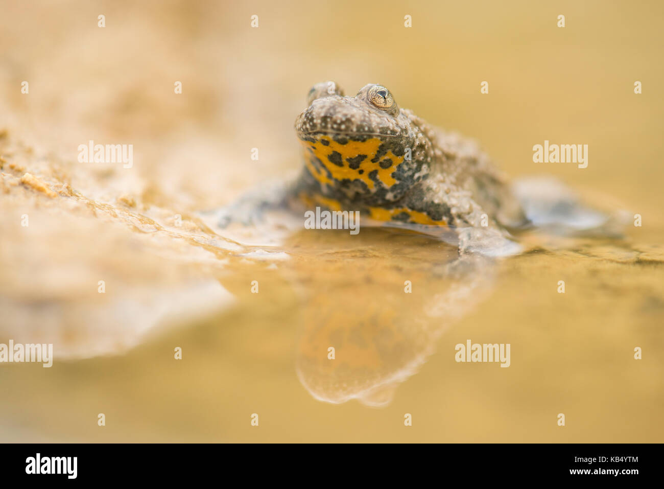 Gelbbauchunke (Bombina variegata) zeigt seine gelben Bauch farbige im flachen Wasser, Niederlande, Limburg, Curfsgroeve Stockfoto