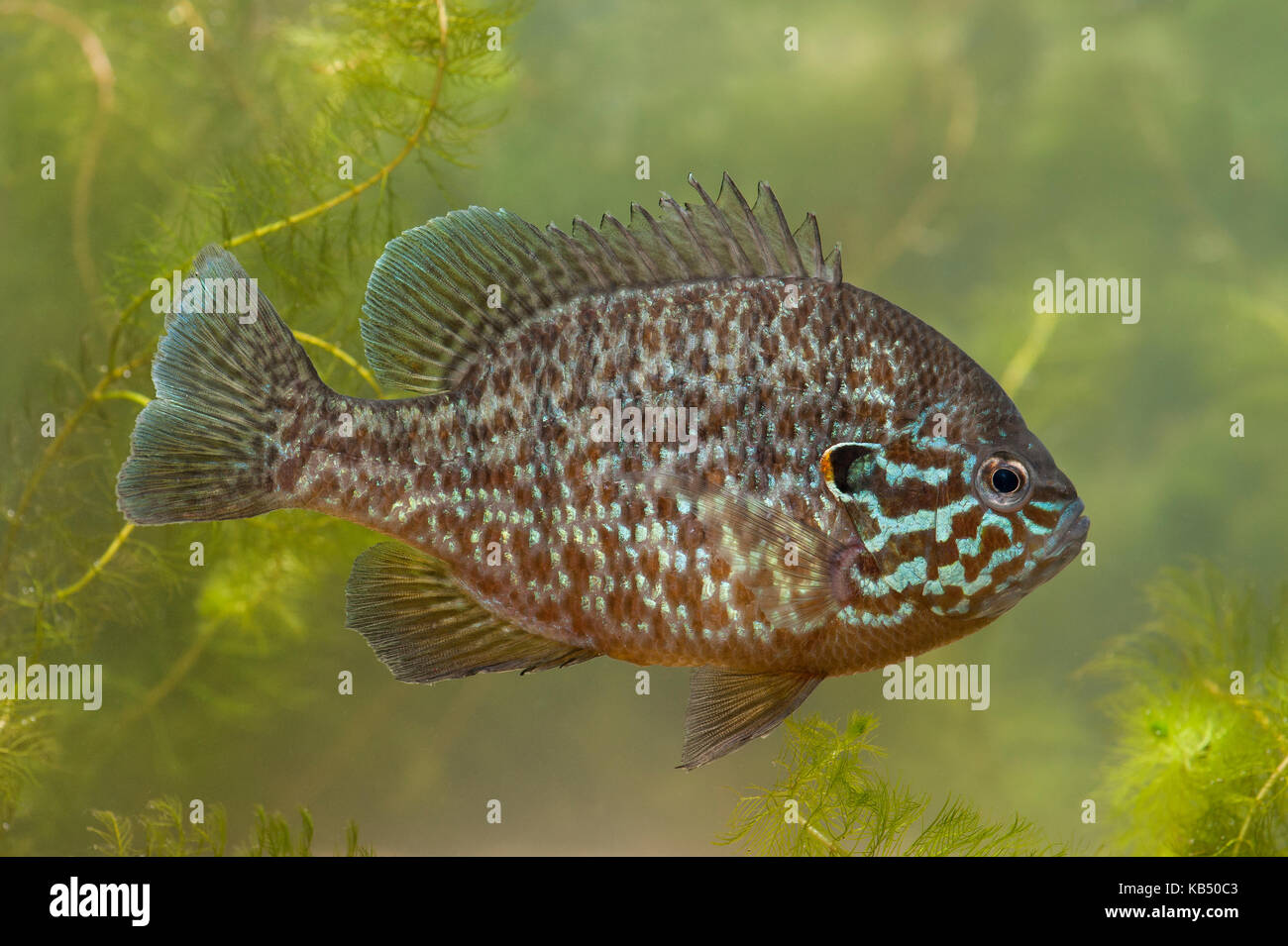 Sonnenblumenöl kaltgepresst (lepomis Gibbosus) Schwimmen, Niederlande, Gelderland Stockfoto