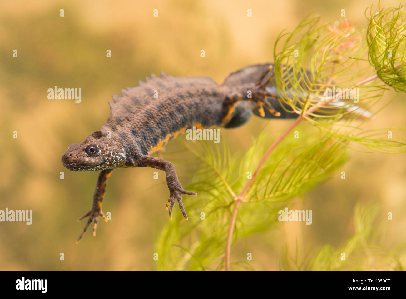 Italienische Crested Newt (Triturus carnifex) männliche Schwimmen, Niederlande, Gelderland, Apeldoorn Stockfoto