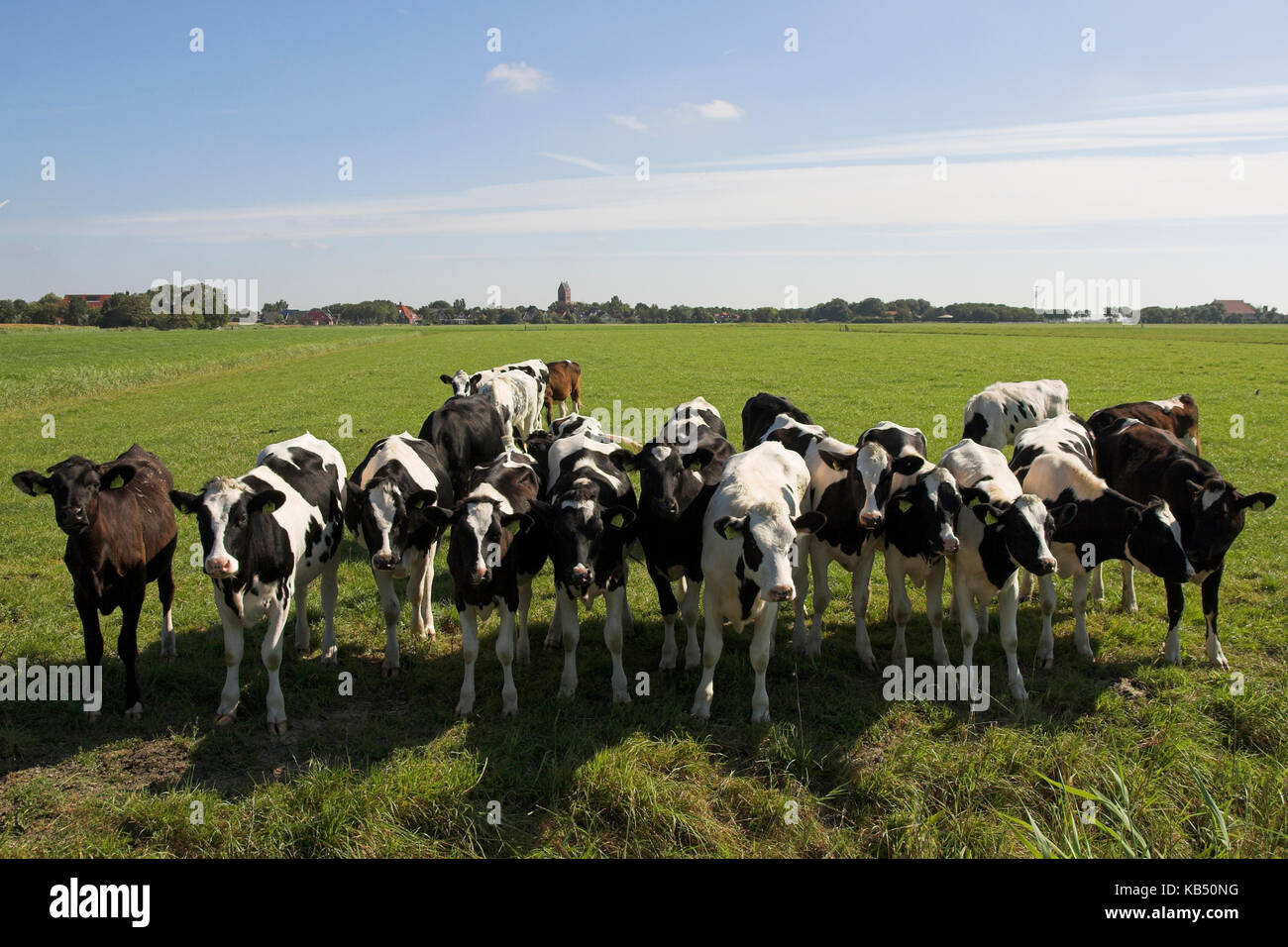 Inländische Rinder (Bos taurus domesticus) Gruppe in einem Feld, Pingjum, Friesland, Niederlande Stockfoto