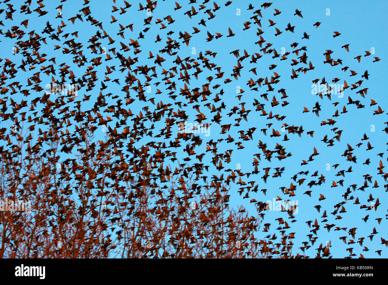 Gemeinsame Star (Sturnus vulgaris) Herde fliegen von einem Baum, Die Niederlande Stockfoto