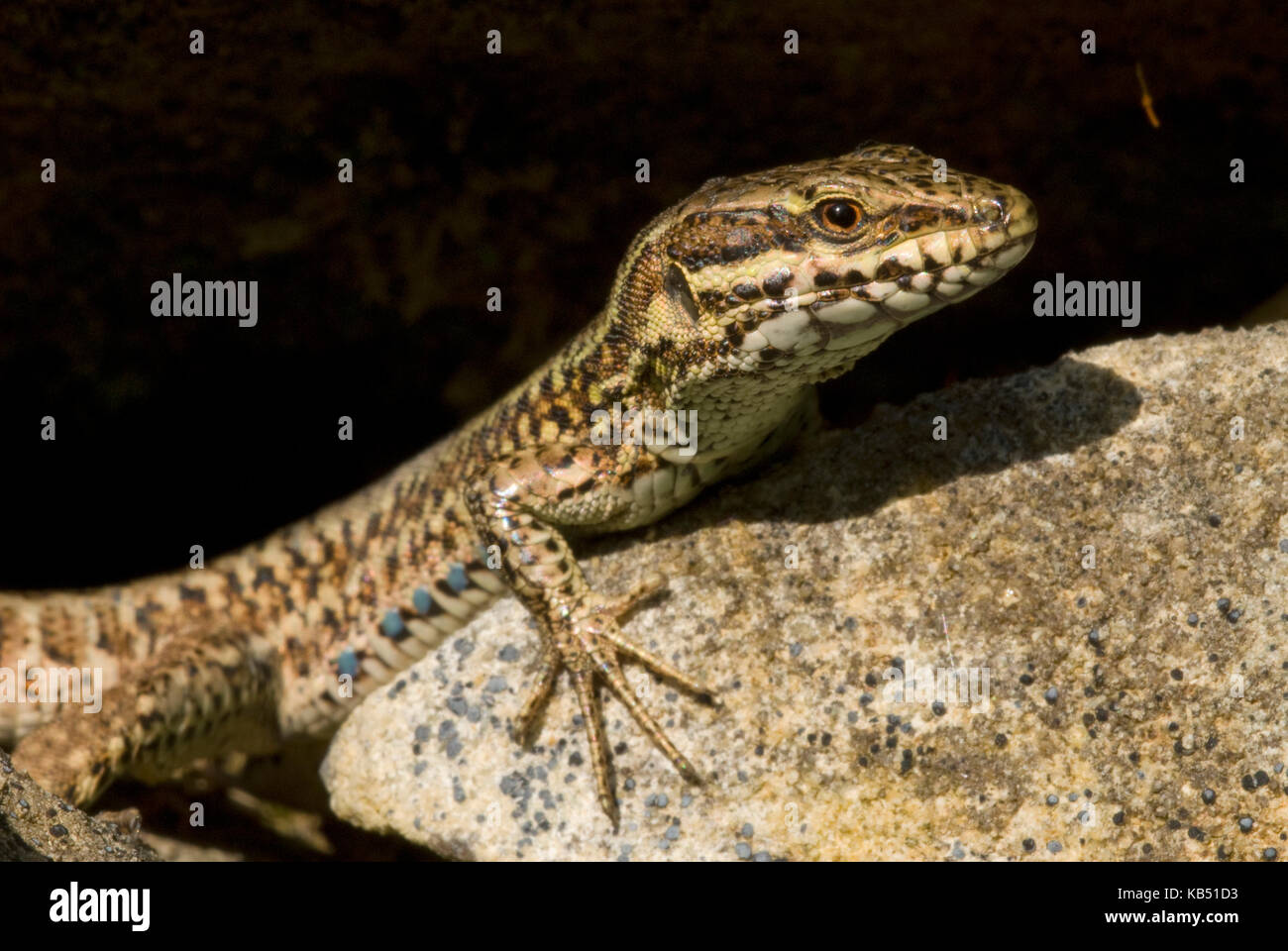 Gemeinsame Wand Eidechse (Podarcis muralis), Vichy, Frankreich, Frankreich Stockfoto