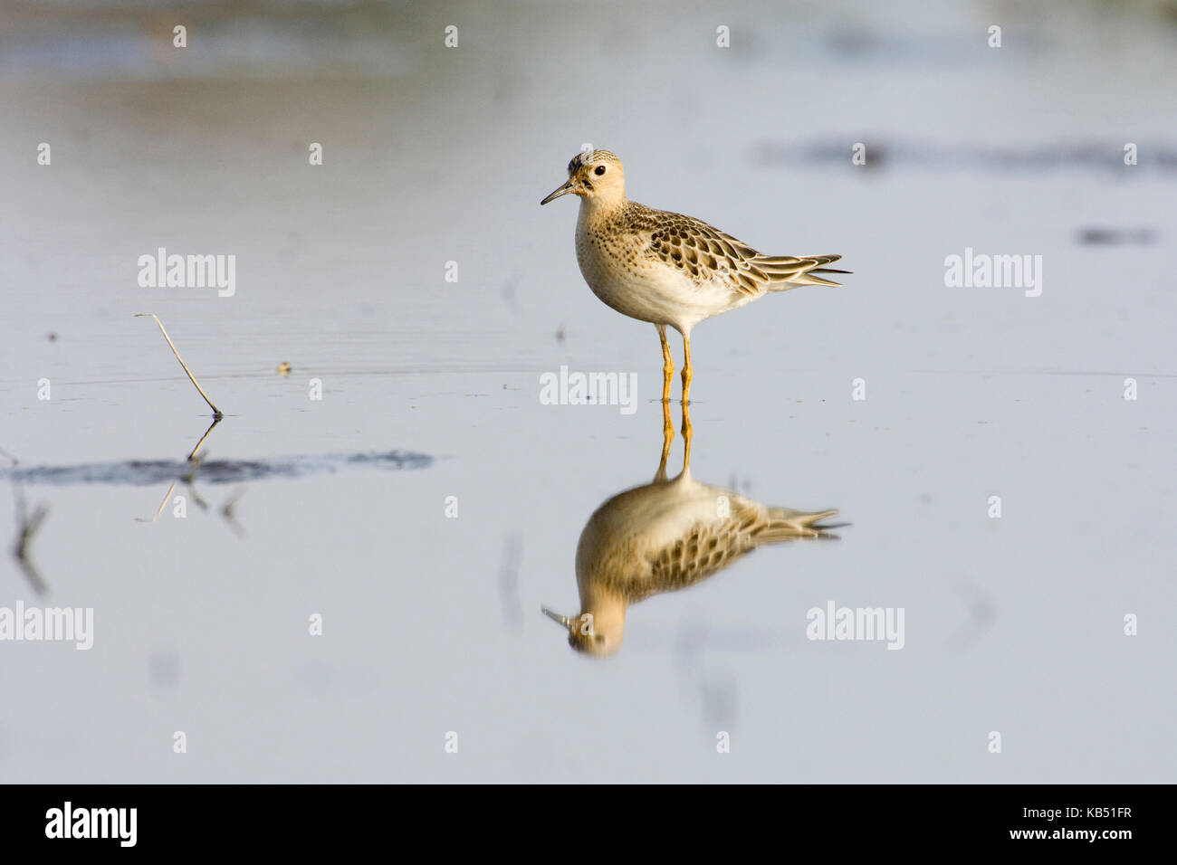 Buff-breasted Sandpiper (Tryngites subruficollis), Petten, Niederlande Stockfoto