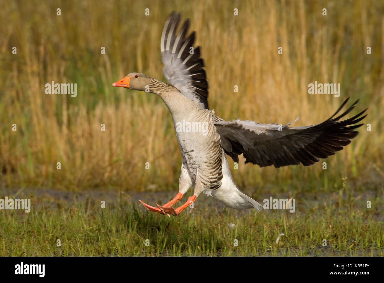 Graugans (Anser anser) Landung, Den Helder, Niederlande Stockfoto