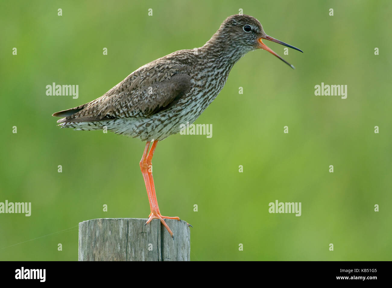 Gemeinsame Rotschenkel (Tringa totanus) Aufruf, Den Helder, Niederlande Stockfoto