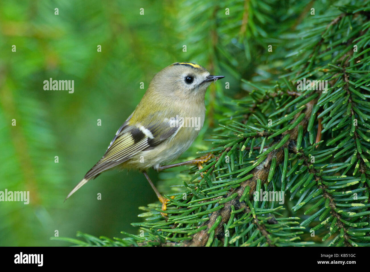 (Goldcrest Regulus Regulus), Dan Den Helder, Niederlande Stockfoto