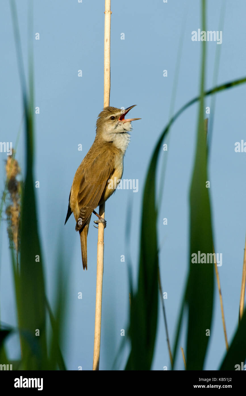 Drosselrohrsänger (Acrocephalus Arundinaceus) singen, Ungarn Stockfoto