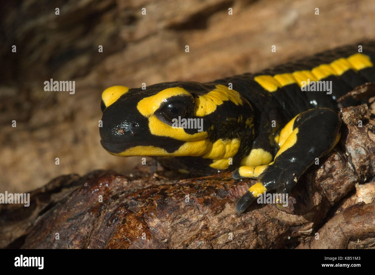 Feuer Salamander (Salamandra Salamandra) Porträt, Allier, Frankreich Stockfoto