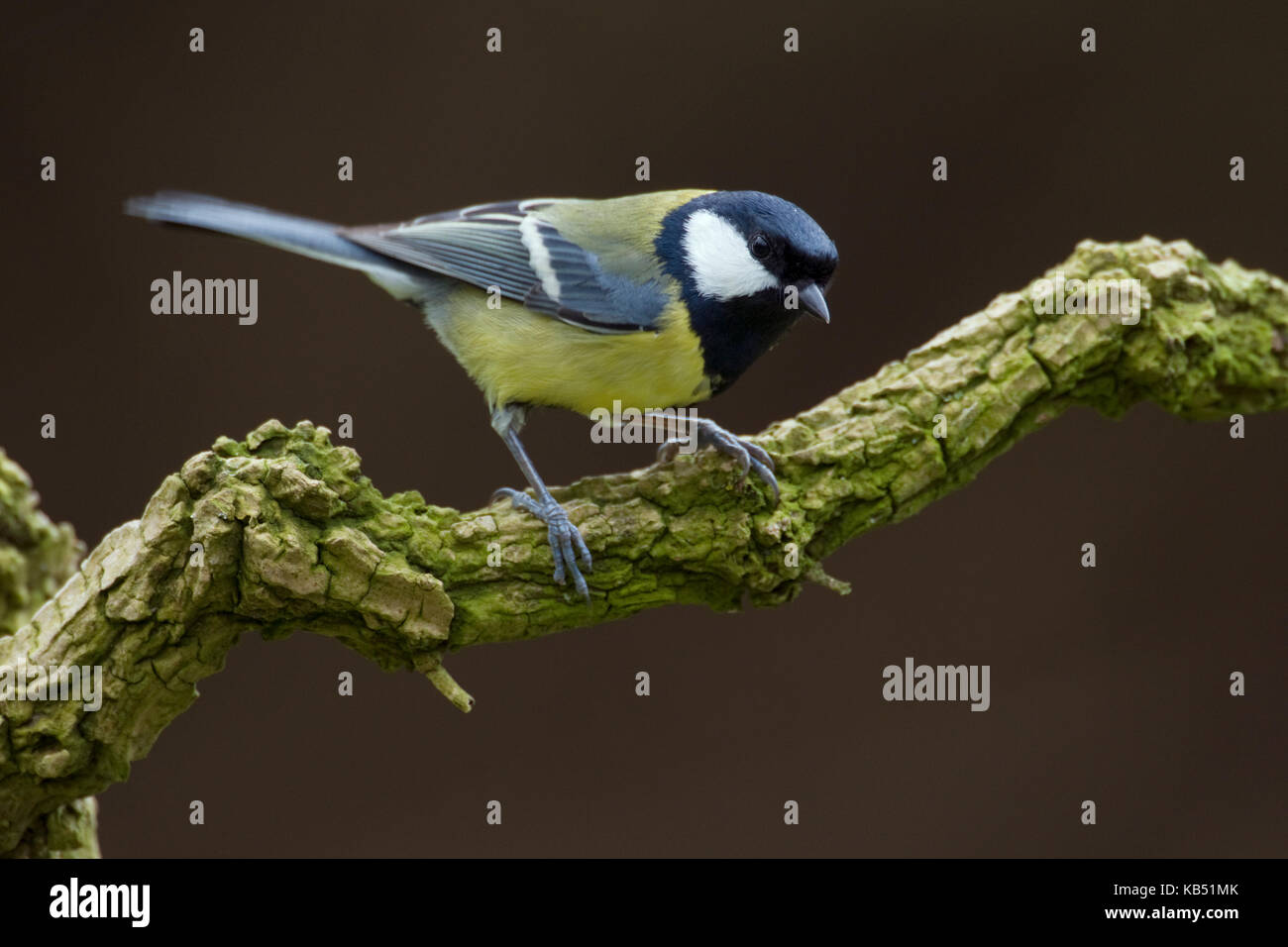 Kohlmeise (Parus major), Utrecht, Niederlande Stockfoto