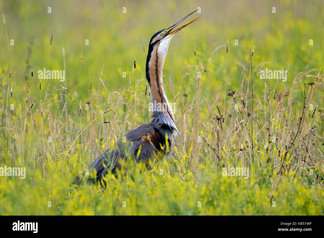 Purpurreiher (Ardea Purpurea) mit der Aufforderung, Ungarn Stockfoto