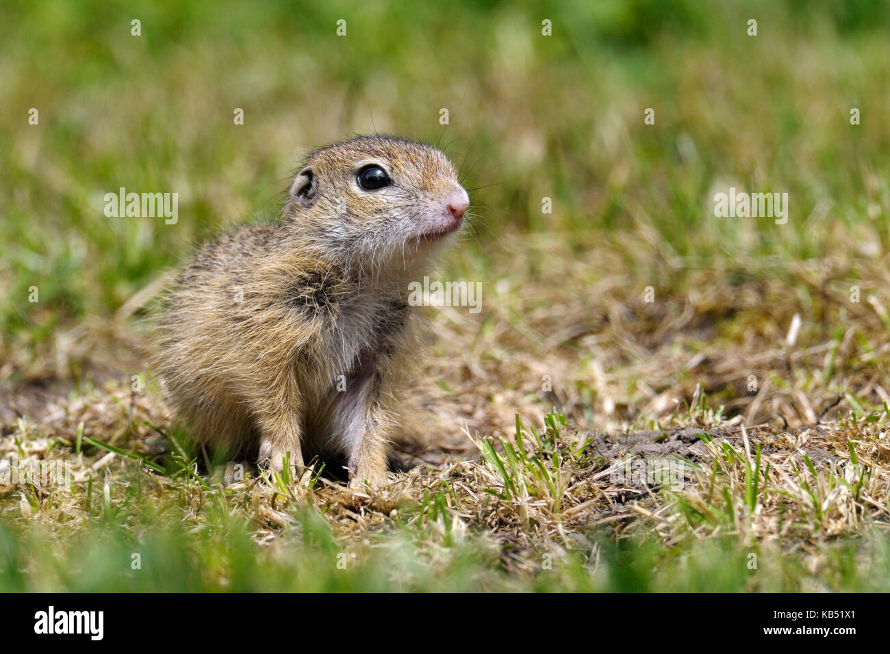 Europäischer Ziesel (Spermophilus Citellus) jung, Ungarn Stockfoto