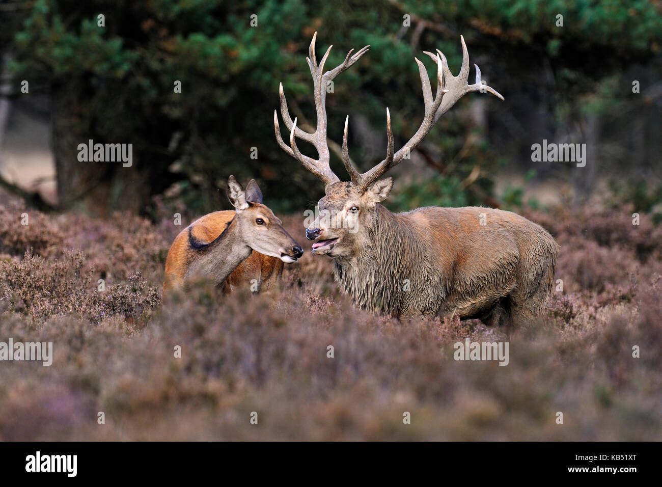 Red Deer (Cervus elaphus) Rothirsch und weiblich, Nationalpark De Hoge Veluwe, Gelderland, Niederlande Stockfoto