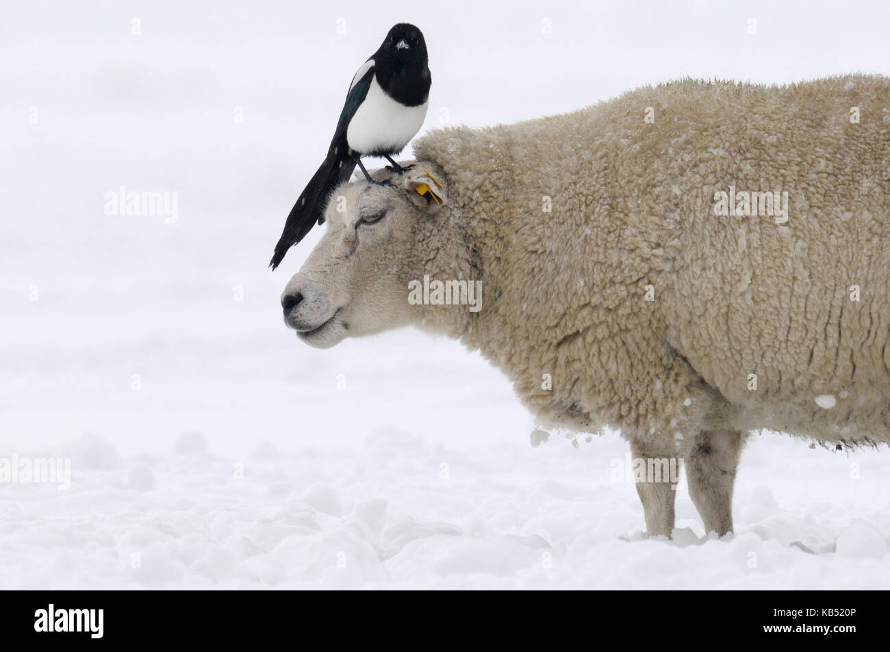 Schwarz-billed Magpie (Pica Pica) auf Schafe im Schnee, Den Helder, Noord-Holland, Niederlande Stockfoto