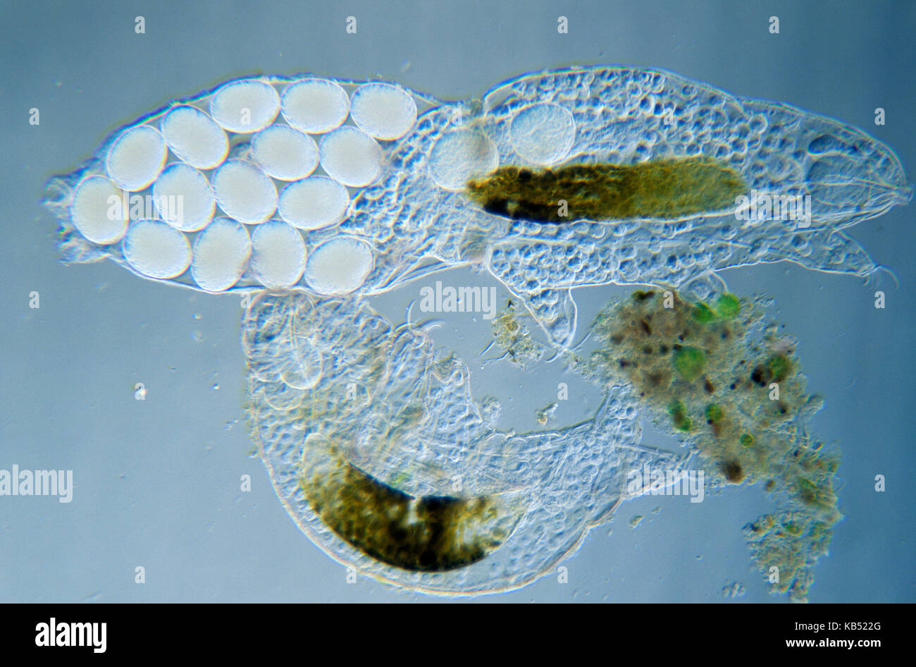 Tardigrade (Pseudobiotus megalonyx) mikroskopische Bild, Tier mehr als ein mm in Länge erreichen kann, lebt in Süß- und Brackwasser in Europa Stockfoto
