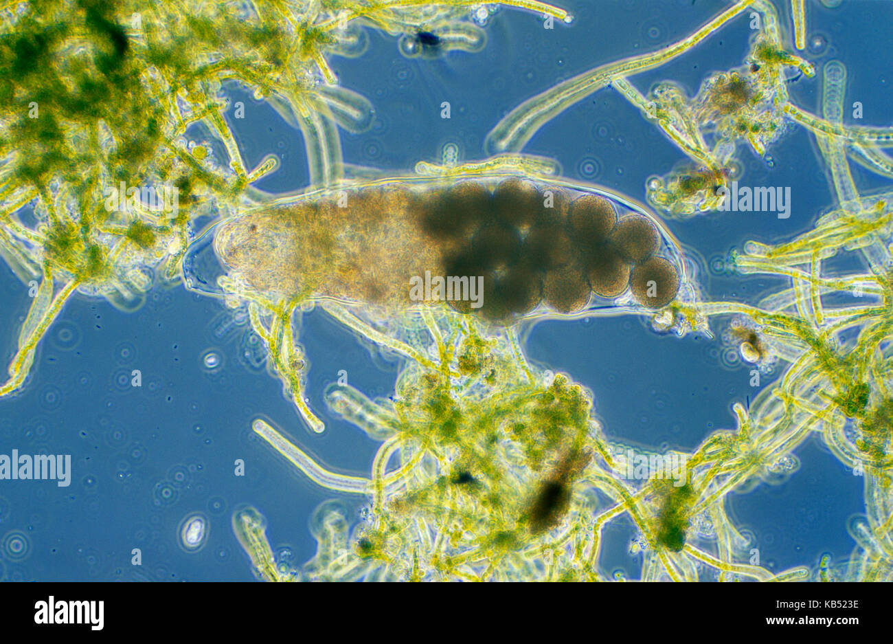 Wasser tragen (Hypsibius sp) mikroskopische Bild, Tier ist weniger als 1 mm in der Länge, können Sie cryptobiosis Temperatur- und Feuchtigkeitsschwankungen zu widerstehen Stockfoto