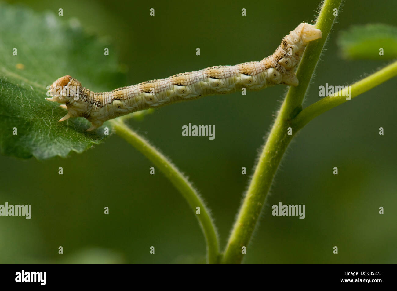 Umbra (Erannis defoliaria meliert) Caterpillar, Eesveen, Die Niederlande Stockfoto