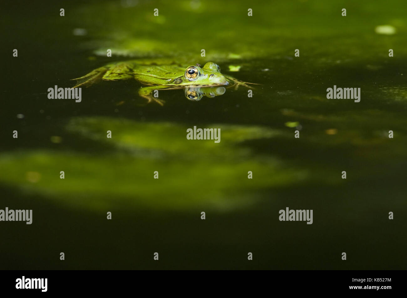 Wasserfrosch (Pelophylax Lessonae) Männliche schwimmend im Wasser, Eesveen, Die Niederlande Stockfoto