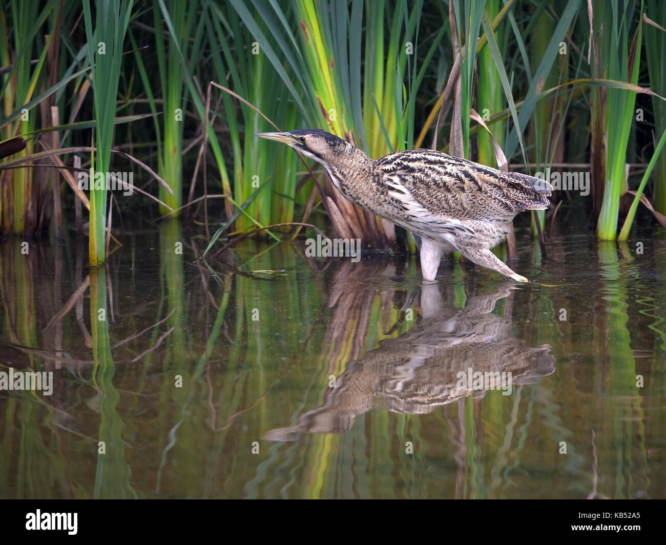 Große Rohrdommel (Botaurus stellaris) Jagd in einem Pool, der Niederlande, Flevoland, Roggebotzand Stockfoto