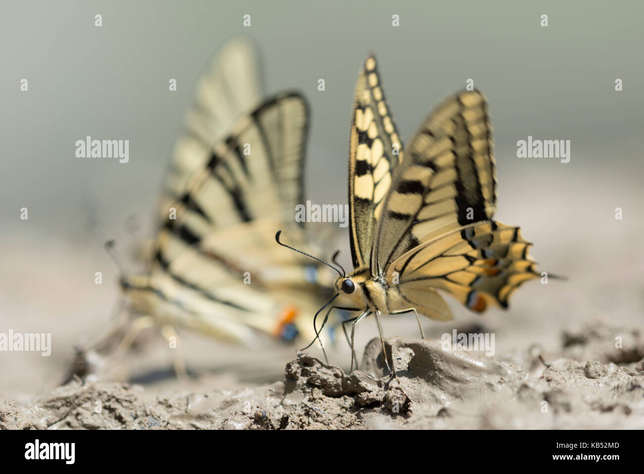 Birnenschwanzschwanzfressende (iphiclides podalirius), Frankreich, Rhone-Alpes, Parc Naturel Regional du Vercors Stockfoto