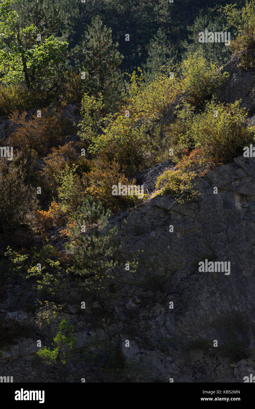 Wald an der Bergmauer, Frankreich, Rhone-Alpes, Parc Naturel Regional du Vercors Stockfoto