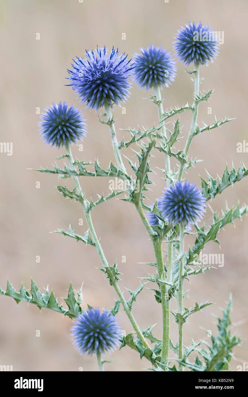 Globe Thistle (Echinops ritro) blühend, Frankreich, Rhone-Alpes, Parc Naturel Regional du Vercors Stockfoto