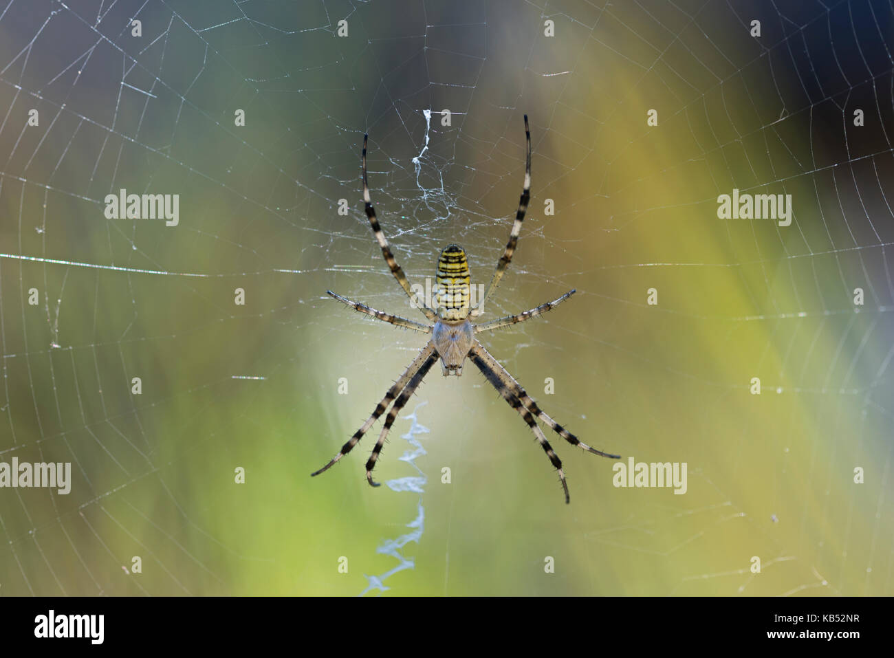 Wespen Spider (Argiope bruennichi) in seinem Web, Frankreich, Rhone-Alpes, Parc Naturel Regional du Vercors Stockfoto