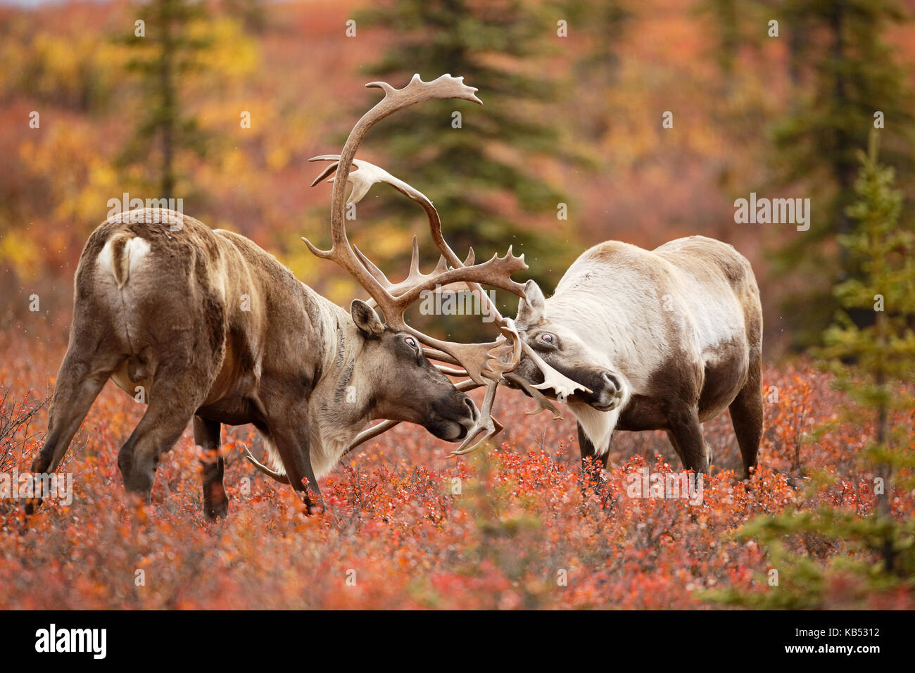 Caribou (Rangifer tarandus) zwei Männer sparring auf Tundra, United States, Alaska Denali National Park Stockfoto