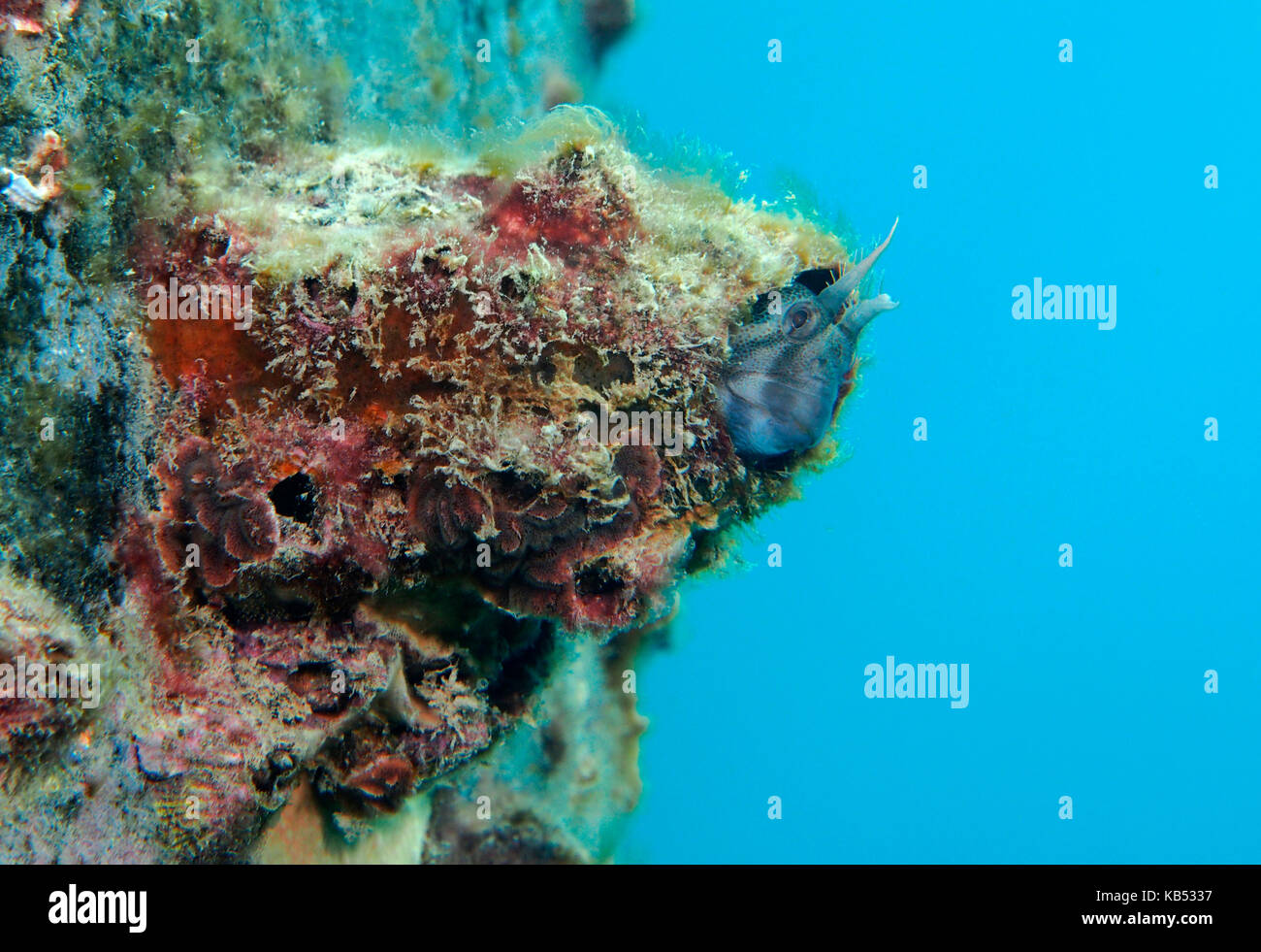 Gehörnte Blenny (Parablennius tasmanicus), während in einem alten barnicle Shell, Australien, South Australia, Yankalilla, Rapid Bay Jetty Stockfoto