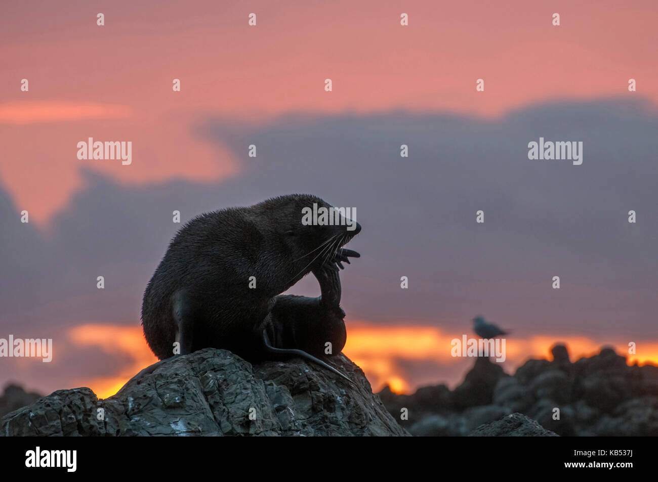 Neuseeland Fell Dichtung (Arctocephalus forsteri) beobachten, die über den Felsen, die wie der Denker, eine Skulptur von Rodin, bei Tagesanbruch mit Purpur gefärbten Himmel, Neuseeland, Canterbury, Kaikoura Bezirk Stockfoto