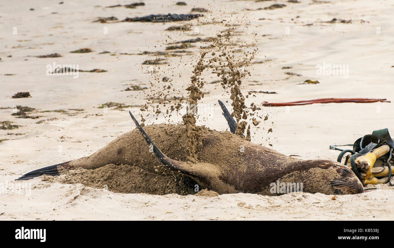 Neuseeland Seelöwen (Phocarctos hookeri) weibliche Haul-out am Sandstrand, selbst abdecken mit Sand Ihre Haut vor der Sonne zu schützen. Schlafen Sie lange am Strand während des Tages, Neuseeland, Catlins, Surat Bay Stockfoto