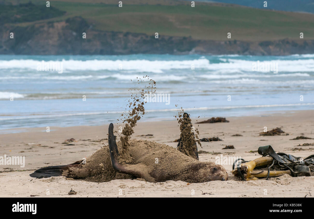 Neuseeland Seelöwen (Phocarctos hookeri) weibliche Haul-out am Sandstrand, selbst abdecken mit Sand Ihre Haut vor der Sonne zu schützen. Schlafen Sie lange am Strand während des Tages, Neuseeland, Catlins, Surat Bay Scenic Reserve Stockfoto