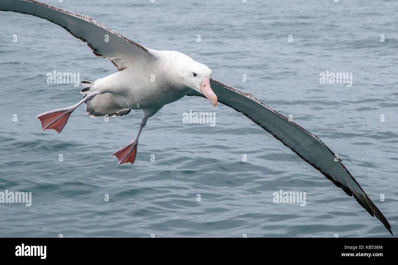 Wandering Albatross (Diomedea exulans) in der Nähe der Flug direkt über dem Wasser des Ozeans, die Vorbereitung für die Landung, Neuseeland, Canterbury, Kaikoura Küste Stockfoto