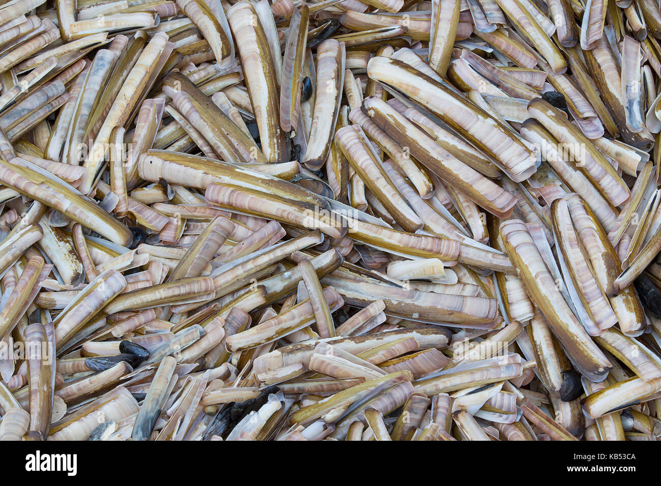 Lagerschalen der Atlantischen jackknife Clam (ensis Directus), Niederlande, Zuid Holland, Hoek van Holland, Strand Hoek van Holland Stockfoto