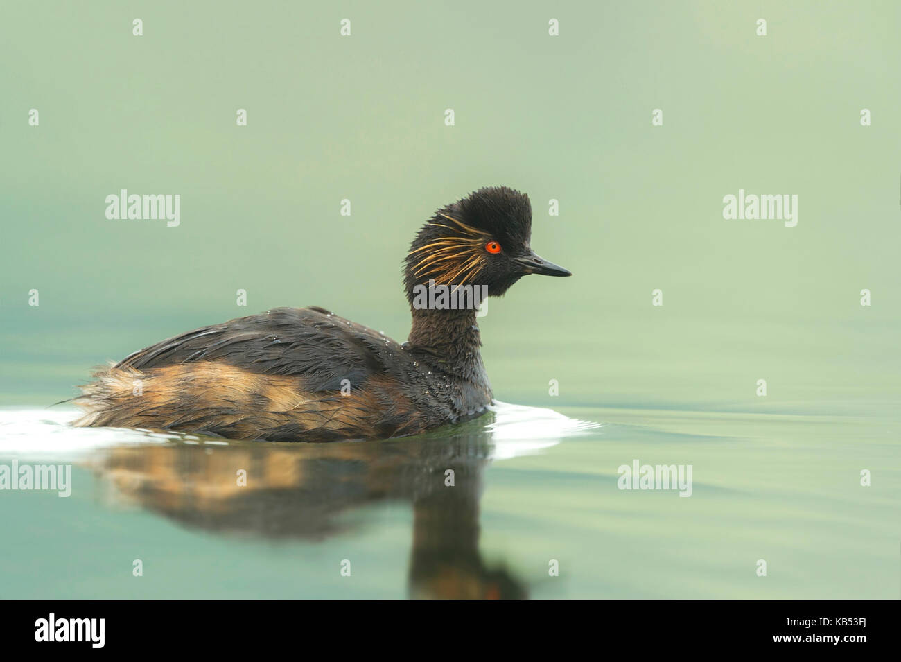 Schwarzhalstaucher (Podiceps nigricollis) schwimmt Um, Die Niederlande Stockfoto