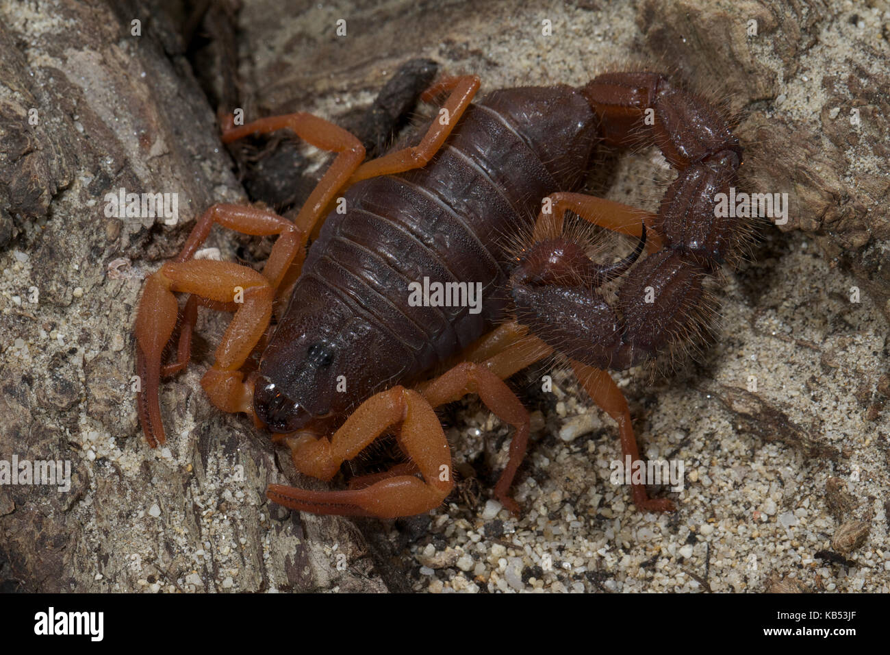 Weibliche Parabuthus scorpion, Namibia, Oranje River, Namibia, im Studio Stockfoto