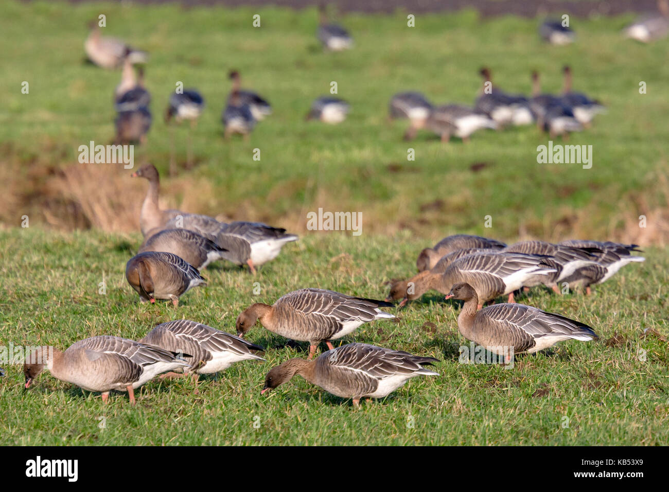 Gruppe von Rosa-Gänse (Anser brachyrhynchus) Fütterung auf der Weide, Die Niederlande, Friesland, Oudegaaster Brekken Stockfoto