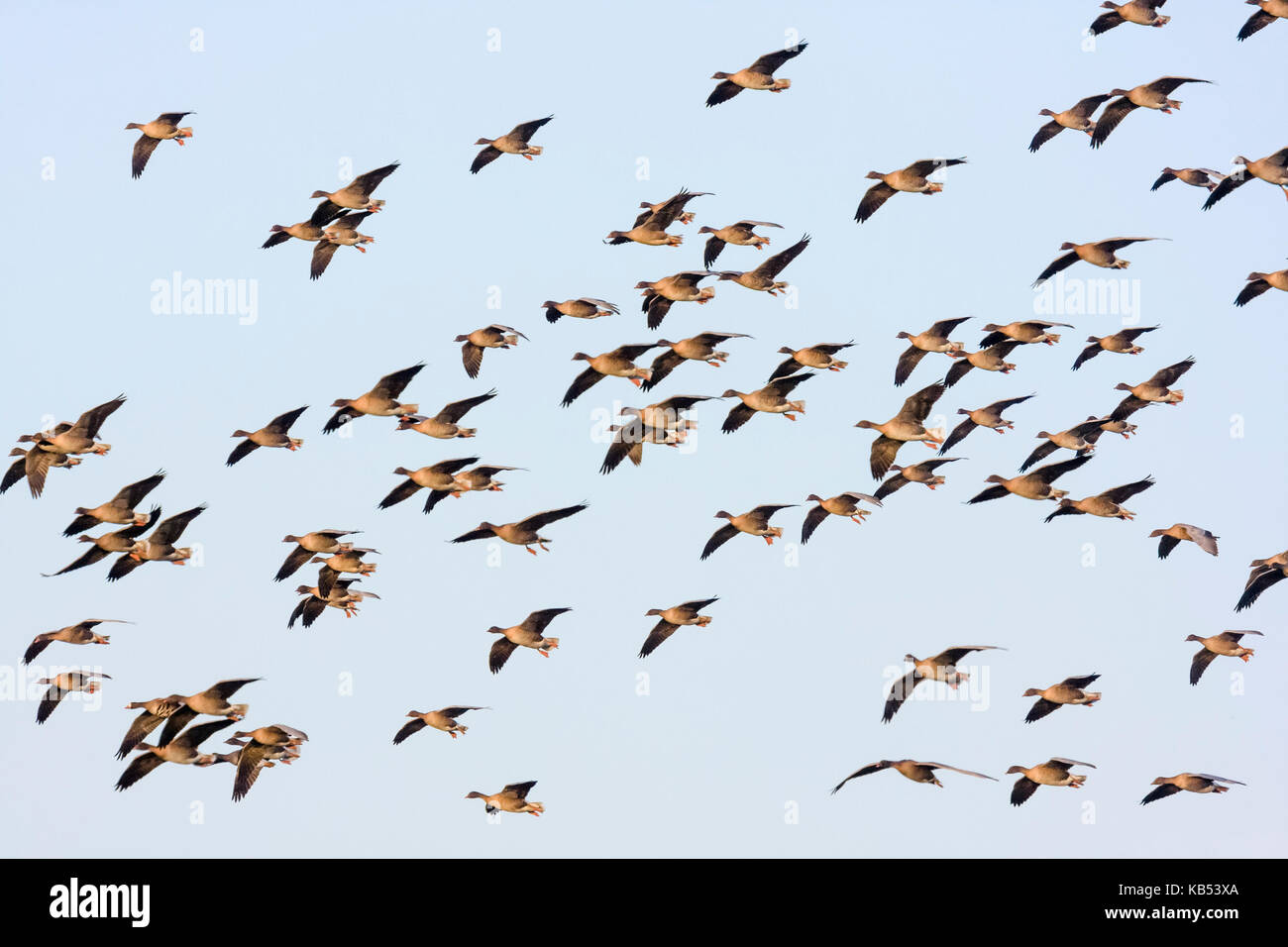 Gruppe von Rosa-Gänse (Anser brachyrhynchus) im Flug, Niederlande, Friesland, Oudegaaster Brekken Stockfoto