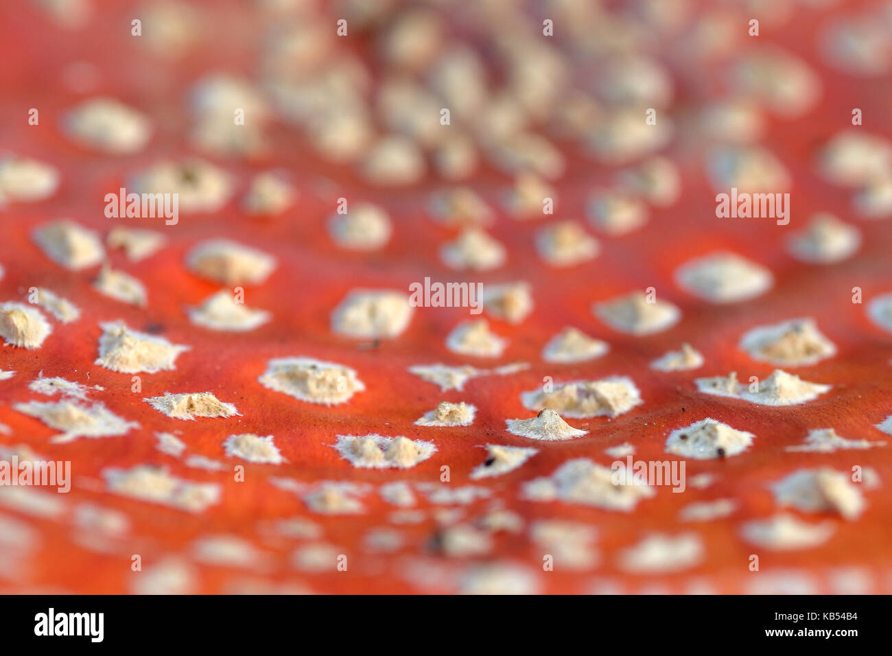 Fly Agaric (Amanita muscaria) Pilz gepunkteten Muster der Haube, die Niederlande, Utrecht, Zeist. Stockfoto