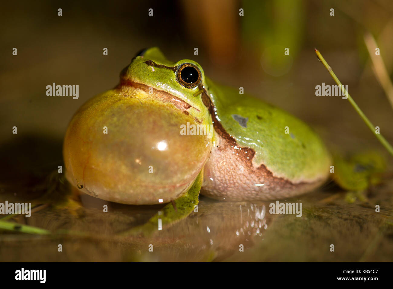 Laubfrosch (Hyla arborea) quaken im flachen Wasser, Die Niederlande Stockfoto