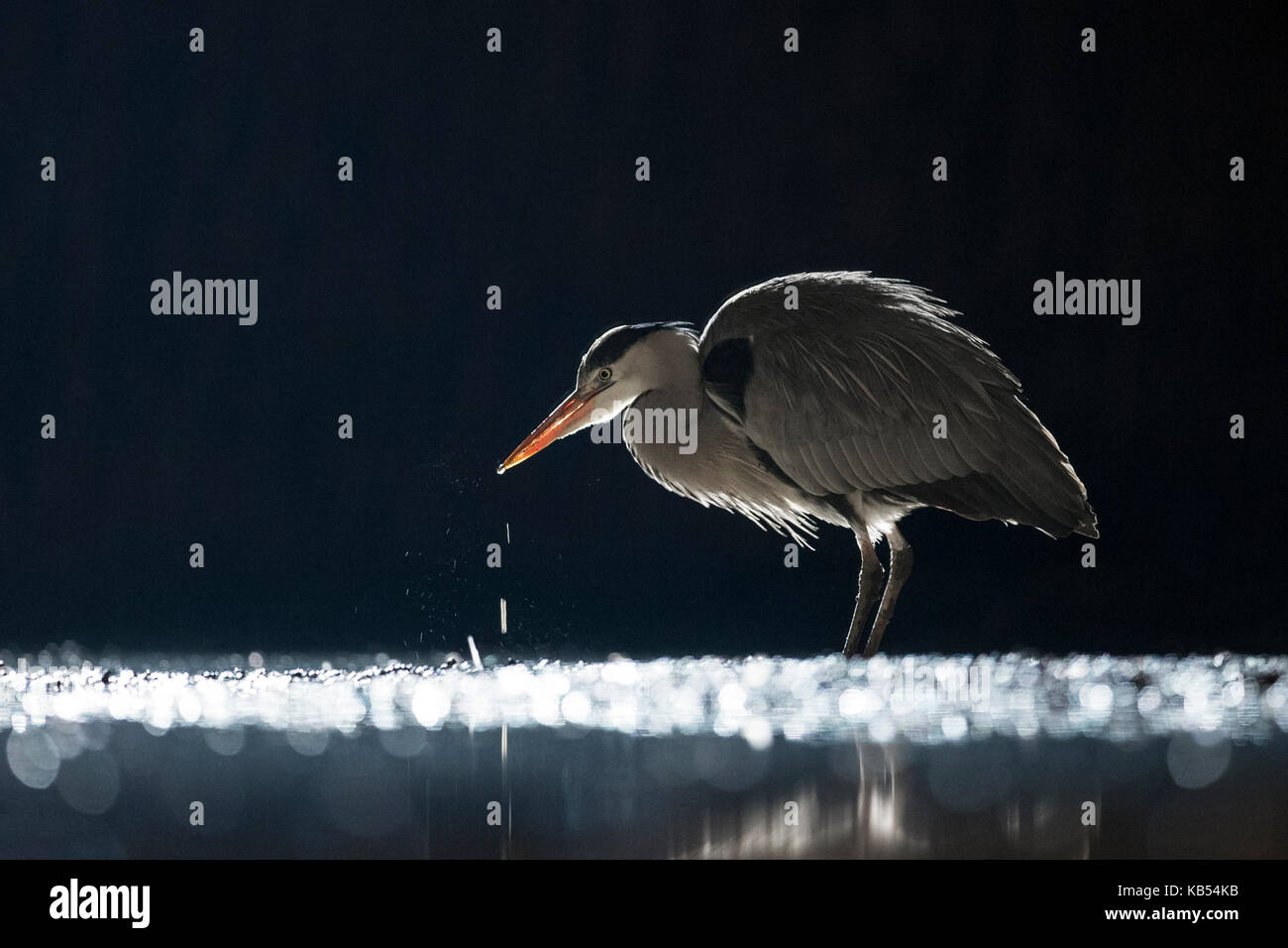 Graureiher (Ardea cinerea) jagen in der Nacht, Ungarn, Bacs-kiskun, Nationalpark Kiskunsagi Stockfoto